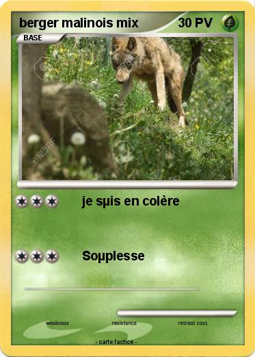 Pokemon berger malinois mix