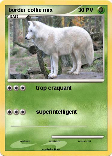 Pokemon border collie mix
