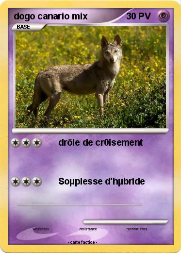Pokemon dogo canario mix