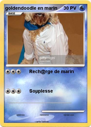 Pokemon goldendoodle en marin