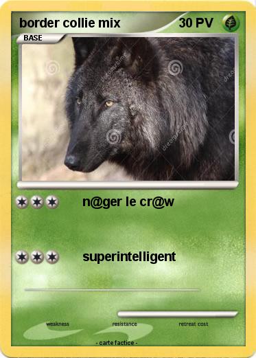 Pokemon border collie mix