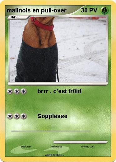 Pokemon malinois en pull-over