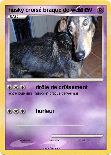 Pokemon husky croisé braque de weimar