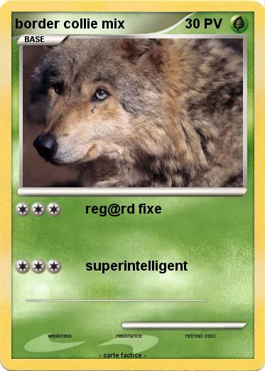 Pokemon border collie mix