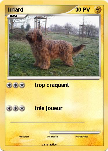 Pokemon briard