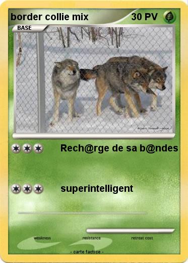 Pokemon border collie mix