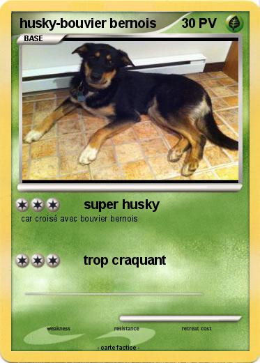 Pokemon husky-bouvier bernois
