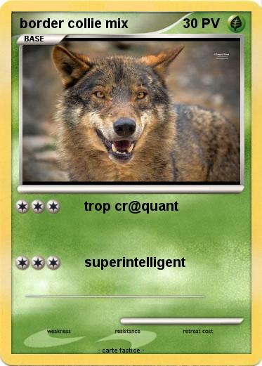 Pokemon border collie mix