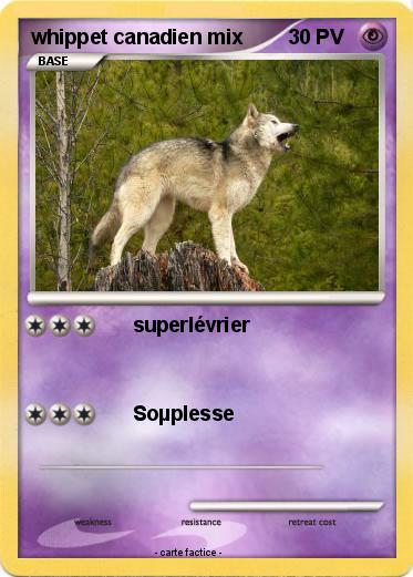 Pokemon whippet canadien mix