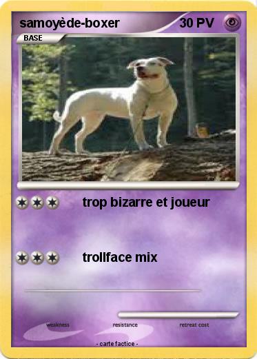 Pokemon samoyède-boxer