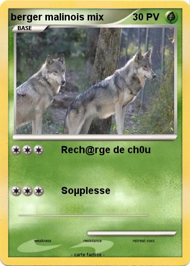 Pokemon berger malinois mix