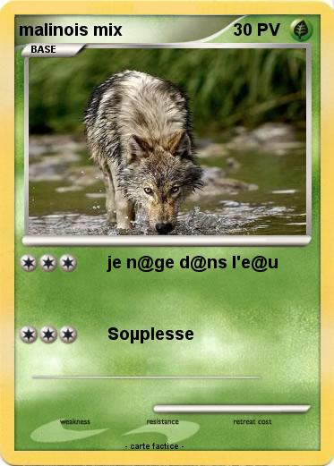 Pokemon malinois mix