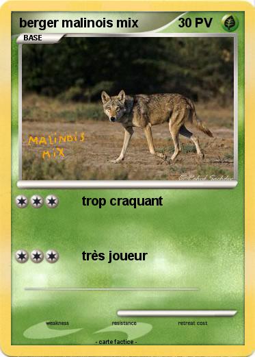 Pokemon berger malinois mix