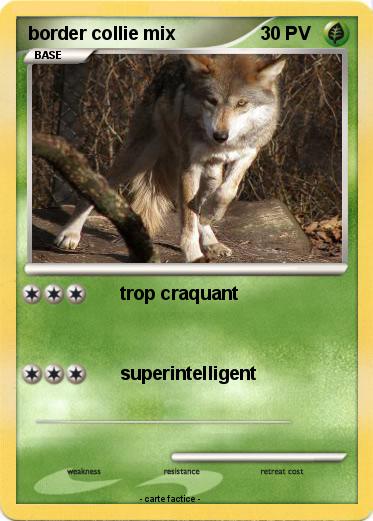 Pokemon border collie mix