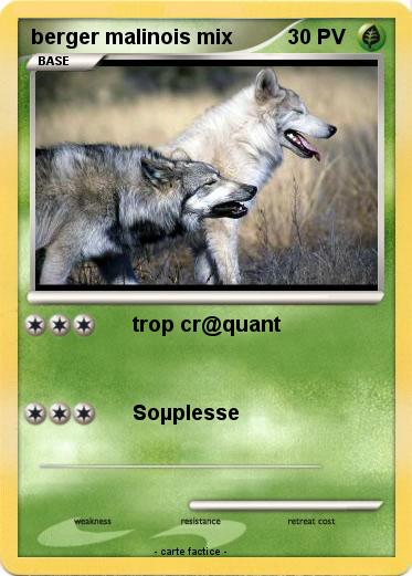 Pokemon berger malinois mix