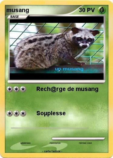Pokemon musang