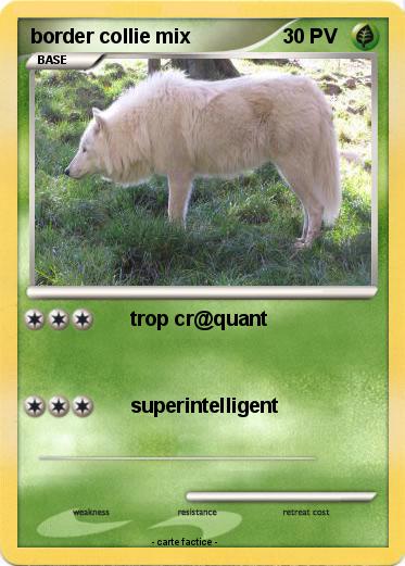 Pokemon border collie mix