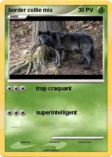 Pokemon border collie mix