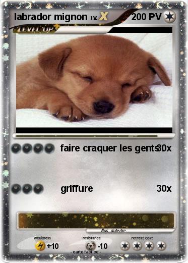 Pokemon labrador mignon