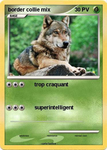 Pokemon border collie mix
