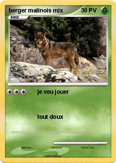 Pokemon berger malinois mix