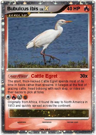 Pokemon Bubulcus ibis