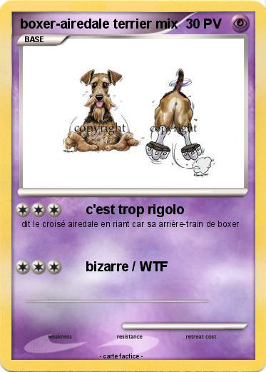 Pokemon boxer-airedale terrier mix