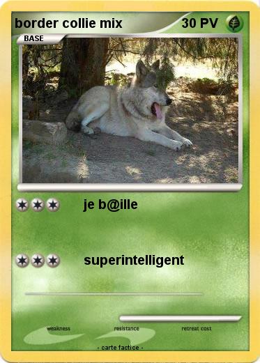 Pokemon border collie mix