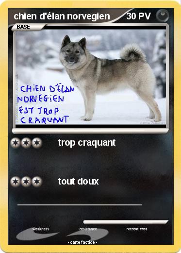 Pokemon chien d'élan norvegien