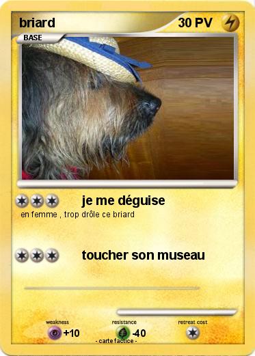 Pokemon briard
