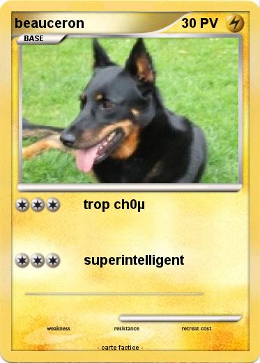 Pokemon beauceron