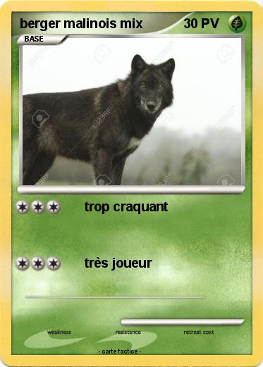 Pokemon berger malinois mix