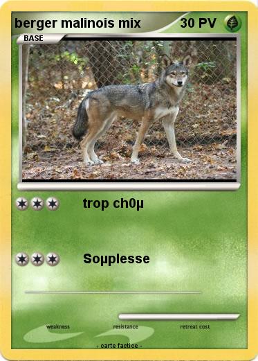 Pokemon berger malinois mix