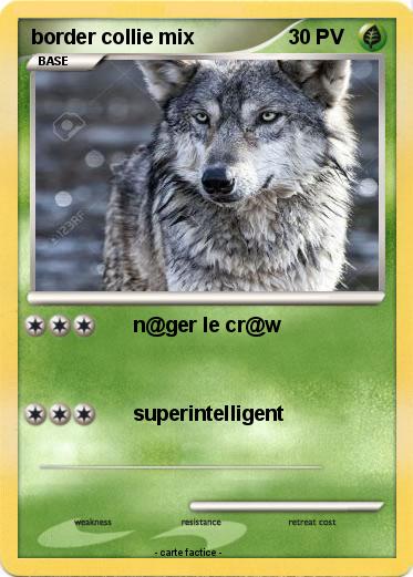 Pokemon border collie mix
