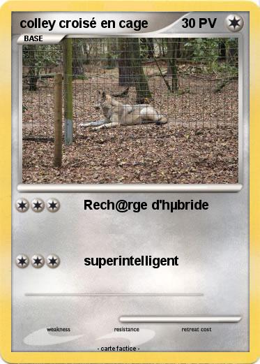Pokemon colley croisé en cage