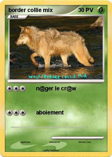 Pokemon border collie mix