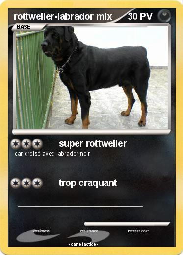 Pokemon rottweiler-labrador mix