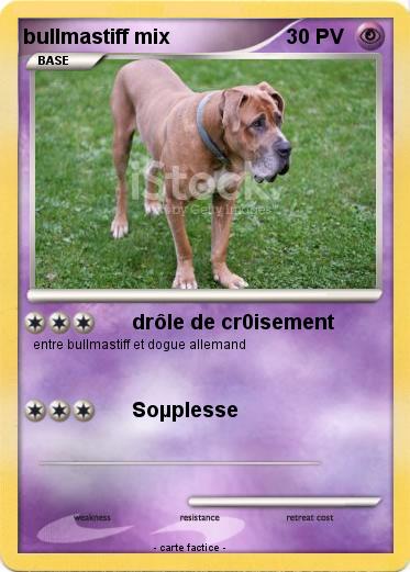 Pokemon bullmastiff mix