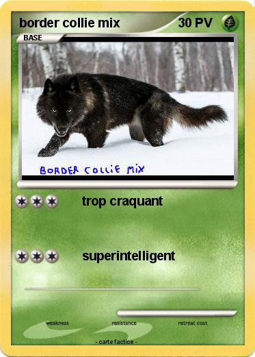 Pokemon border collie mix