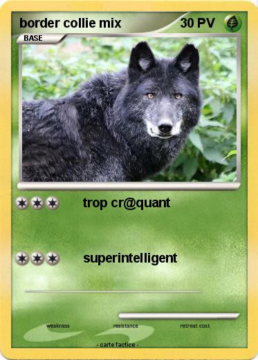 Pokemon border collie mix