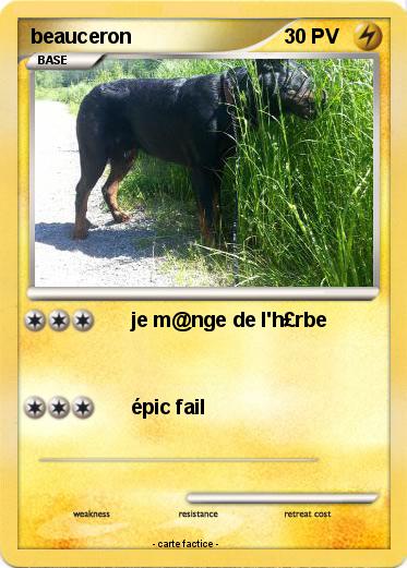 Pokemon beauceron