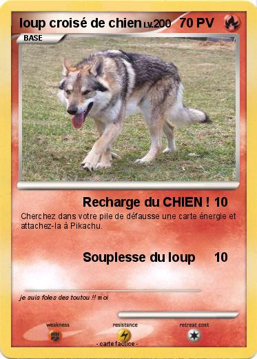 Pokemon loup croisé de chien