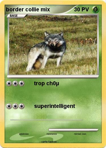 Pokemon border collie mix
