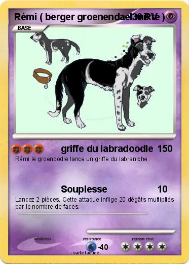 Pokemon Rémi ( berger groenendael mixte )