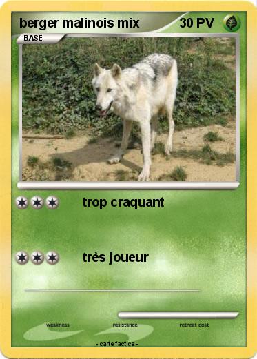 Pokemon berger malinois mix