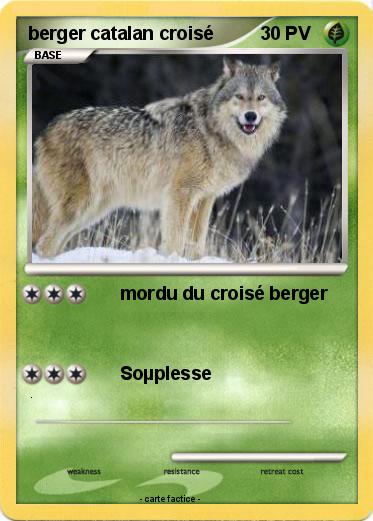Pokemon berger catalan croisé