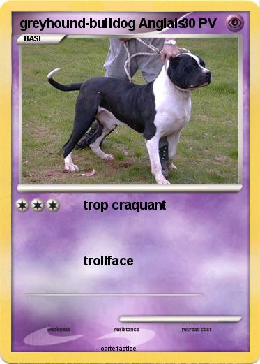 Pokemon greyhound-bulldog Anglais