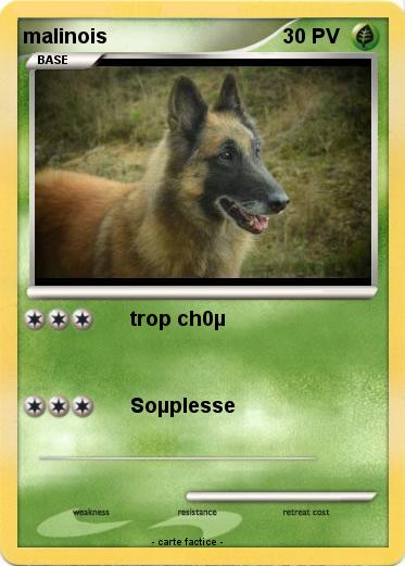 Pokemon malinois