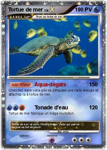 Pokemon Tortue de mer