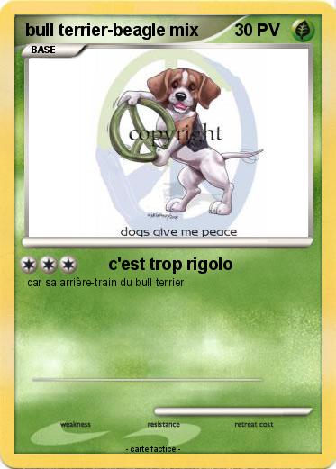 Pokemon bull terrier-beagle mix